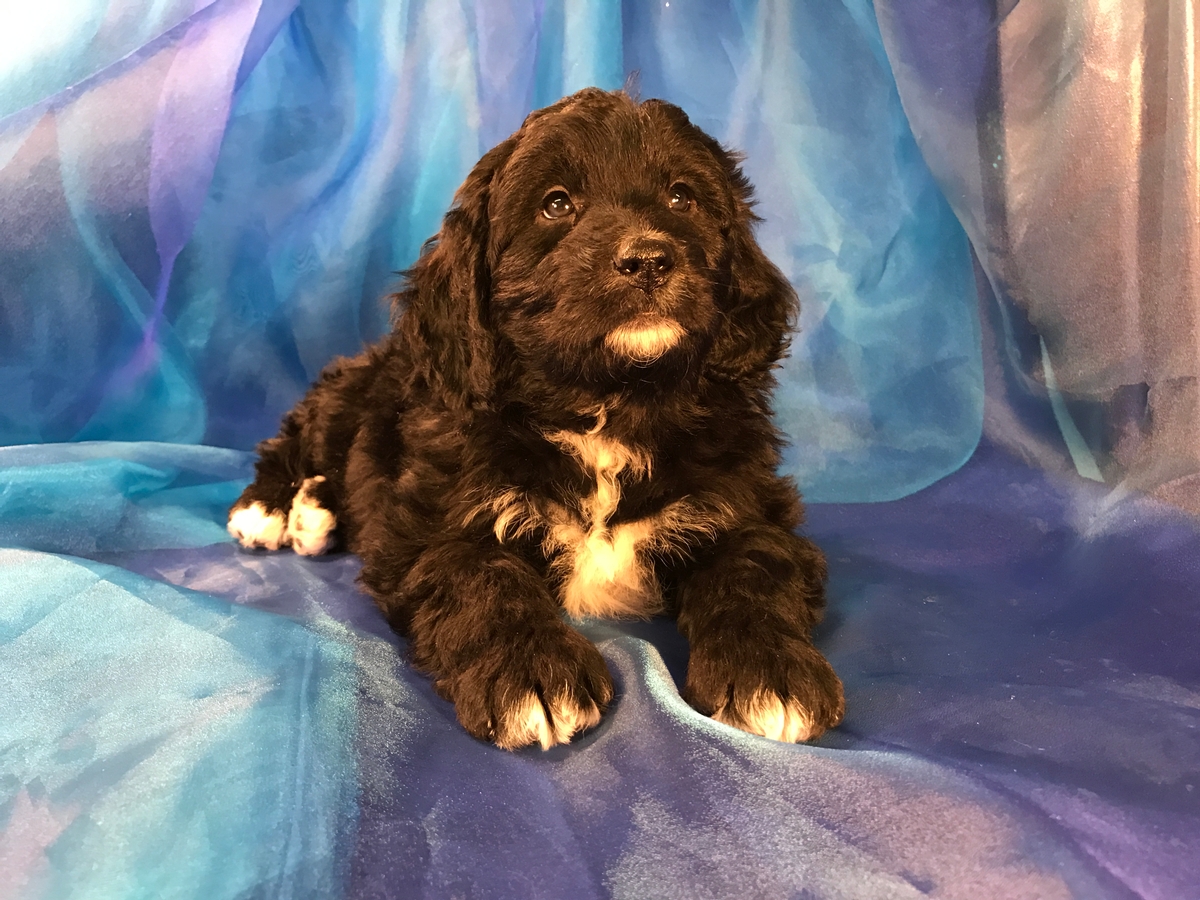 Bernedoodles for Sale